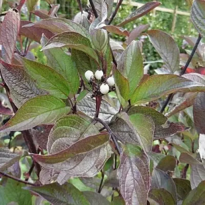 Дерен КЕССЕЛЬРИНГИ  Дерен КЕССЕЛЬРИНГИ в Барановичах