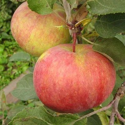 Яблоня ПЕРВОУРАЛЬСКОЕ  Яблоня ПЕРВОУРАЛЬСКОЕ в Барановичах