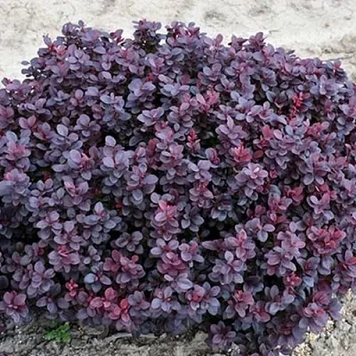 Барбарис КОНКОРД тунберга  Барбарис КОНКОРД тунберга в Барановичах