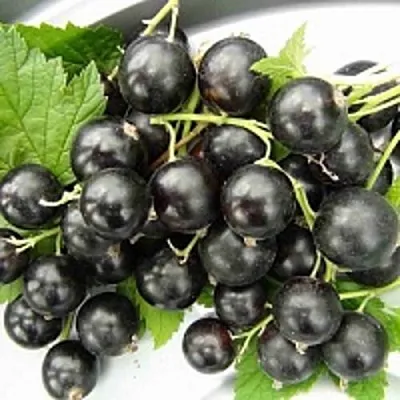 Смородина чёрная ТИТАНИЯ в Барановичах