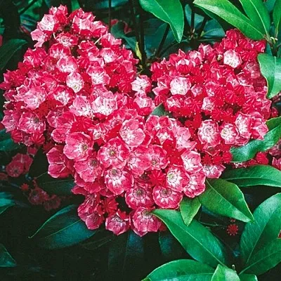 Кальмия КАРДИНАЛ  Кальмия КАРДИНАЛ в Барановичах