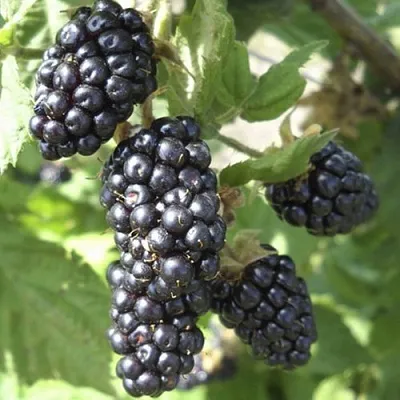 Ежемалина МАРИОН  Ежемалина МАРИОН в Барановичах