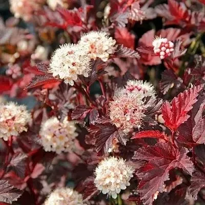 Пузыреплодник ЛЕДИ ИН РЕД  Пузыреплодник ЛЕДИ ИН РЕД в Барановичах