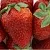 Клубника ФЛАМИНИЯ в Барановичах