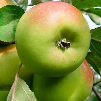 Яблоня БРАТ ЧУДНОГО стелющаяся  Яблоня БРАТ ЧУДНОГО стелющаяся в Барановичах