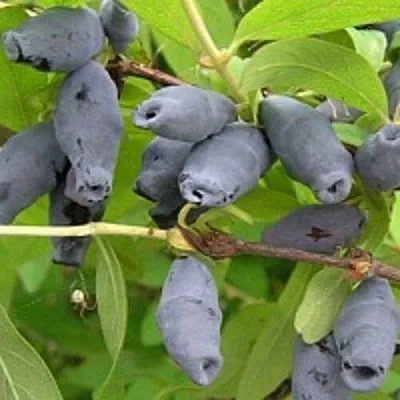 Жимолость съедобная РОКСАНА  Жимолость съедобная РОКСАНА в Барановичах