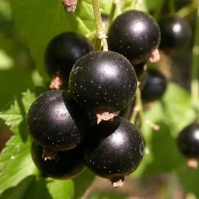 Смородина чёрная БИНАР в Барановичах