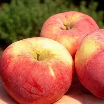 Яблоня ОРЛОВИМ  Яблоня ОРЛОВИМ в Барановичах