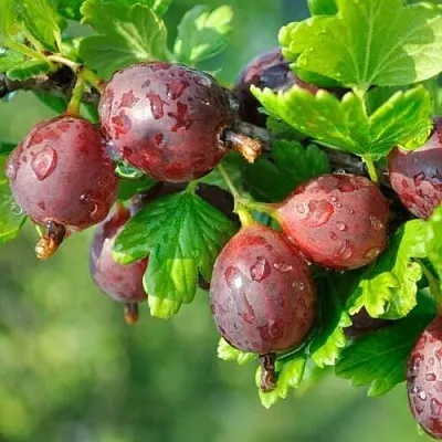 Крыжовник СЕРЕНАДА  Крыжовник СЕРЕНАДА в Барановичах