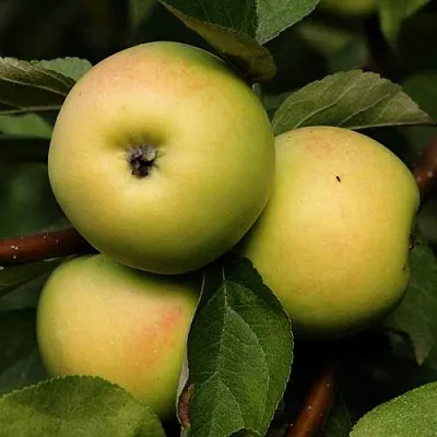 Яблоня ДАНИЛА  Яблоня ДАНИЛА в Барановичах