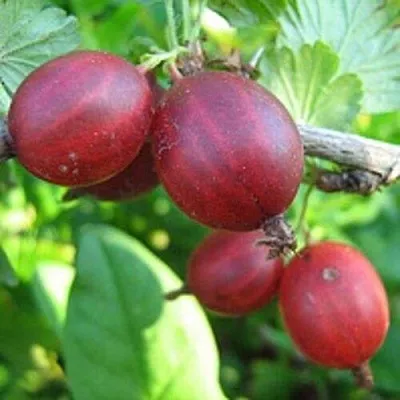 Крыжовник ЩЕДРЫЙ  Крыжовник ЩЕДРЫЙ в Барановичах