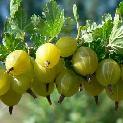 Крыжовник ХИННОНМАЙНЕН КЕЛЬТАЙНЕН  Крыжовник ХИННОНМАЙНЕН КЕЛЬТАЙНЕН в Барановичах