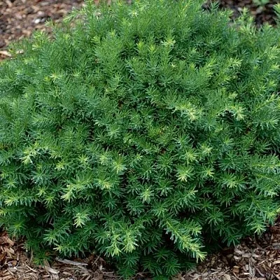 Тис ХИКСИ средний  Тис ХИКСИ средний в Барановичах