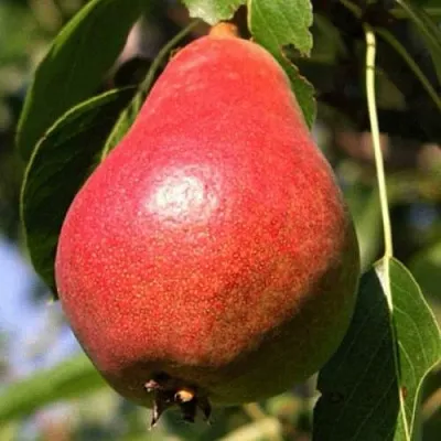 Груша НАРЯДНАЯ ЕФИМОВА в Барановичах