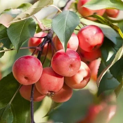 Яблоня Вишнеплодная Яблоня Вишнеплодная