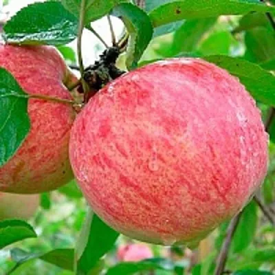 Яблоня КОРИЧНОЕ ПОЛОСАТОЕ  Яблоня КОРИЧНОЕ ПОЛОСАТОЕ в Барановичах