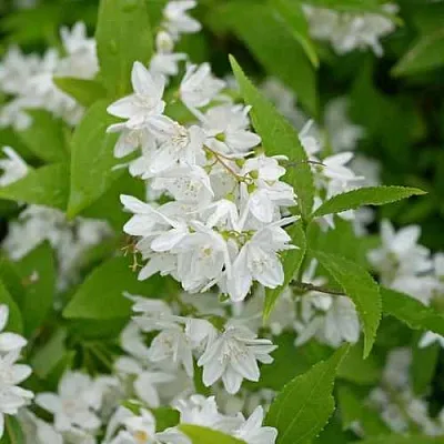 Дейция шершавая  Дейция шершавая в Барановичах