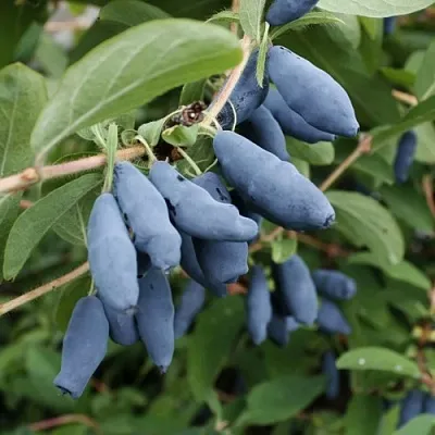 Жимолость съедобная ТОМИ японская  Жимолость съедобная ТОМИ японская в Барановичах