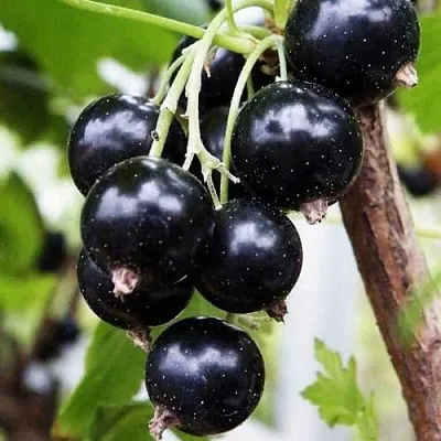 Смородина чёрная ДЕЛИКАТЕСНАЯ в Барановичах