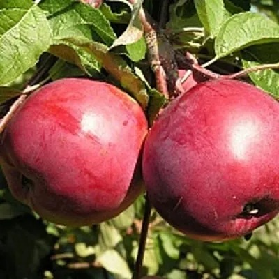 Яблоня ДАРУНАК  Яблоня ДАРУНАК в Барановичах