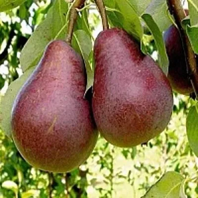 Груша с красной мякотью КРАСНАЯ ИЗ СААРЕМА в Барановичах