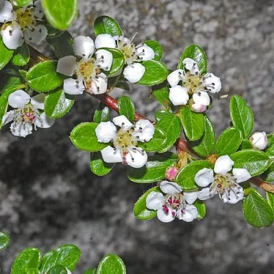 Кизильник ТАНГСТЕДТ горизонтальный   Кизильник ТАНГСТЕДТ горизонтальный  в Барановичах