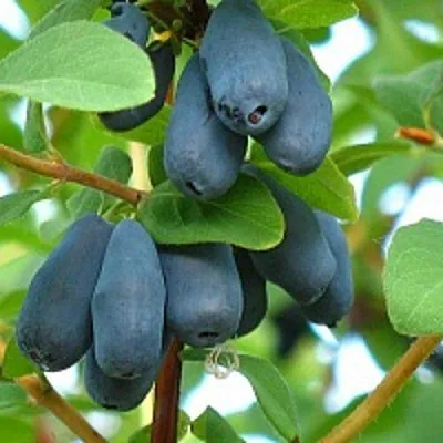 Жимолость съедобная ЮГАНА  Жимолость съедобная ЮГАНА в Барановичах