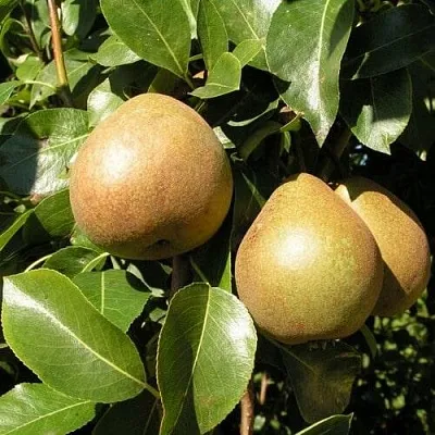 Саженцы груши Белорусская поздняя