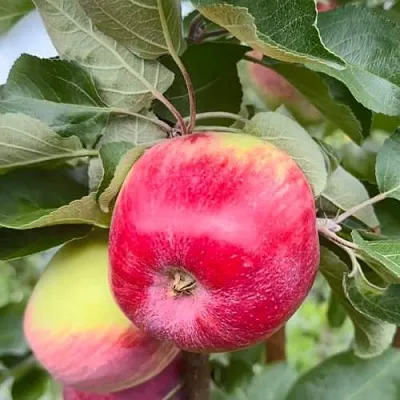 Яблоня АРБАТ колонновидная  Яблоня АРБАТ колонновидная в Барановичах