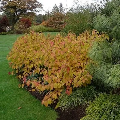 Дерен кроваво-красный Анна Винтер Оранж Дерен кроваво-красный Анна Винтер Оранж