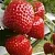 Клубника АРГЕНТЕРА в Барановичах