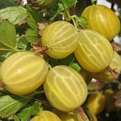 Крыжовник КУРШУ ДЗИНТАРС   Крыжовник КУРШУ ДЗИНТАРС  в Барановичах