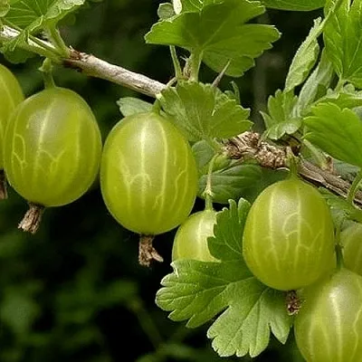 Крыжовник УРАЛЬСКИЙ БЕСШИПНЫЙ  Крыжовник УРАЛЬСКИЙ БЕСШИПНЫЙ в Барановичах