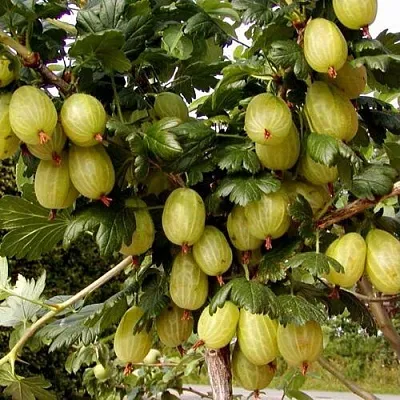 Крыжовник ИНВИКТА  Крыжовник ИНВИКТА в Барановичах