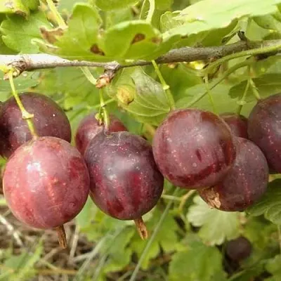 Крыжовник СМЕНА  Крыжовник СМЕНА в Барановичах