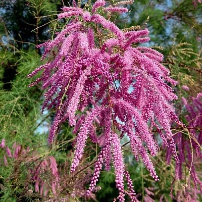 Тамарикс ПИНК КАСКАД  Тамарикс ПИНК КАСКАД в Барановичах