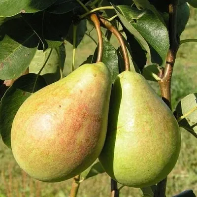 Груша ДУХМЯНАЯ в Барановичах