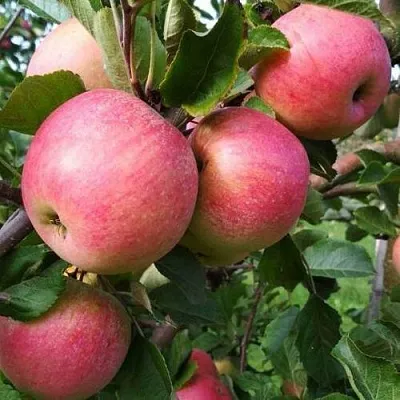 Яблоня ТЕРЕМОК  Яблоня ТЕРЕМОК в Барановичах