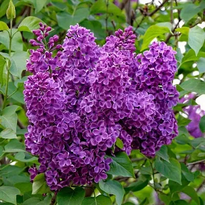 Сирень СУМЕРКИ  Сирень СУМЕРКИ в Барановичах