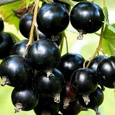 Смородина чёрная СОКРОВИЩЕ в Барановичах