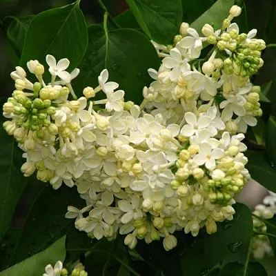 Сирень ПРИМРОУЗ  Сирень ПРИМРОУЗ в Барановичах