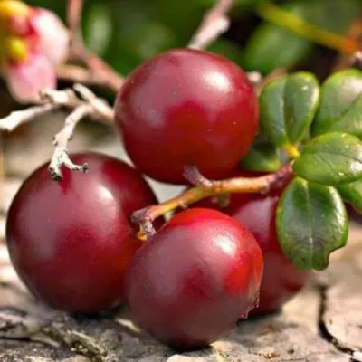 Клюква ЭРЛИ БЛЭК — описание сорта Клюква ЭРЛИ БЛЭК в Барановичах