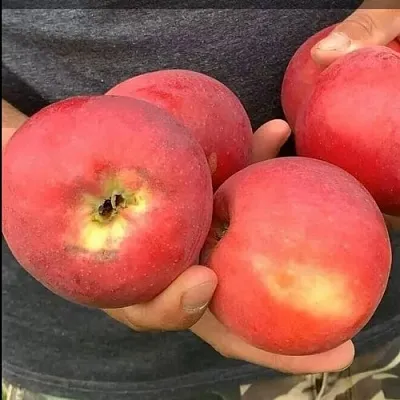 Яблоня ШТРИФЕЛЬ КРАСНЫЙ  Яблоня ШТРИФЕЛЬ КРАСНЫЙ в Барановичах