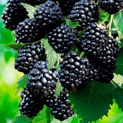 Ежевика ЛОХТЕЙ бесшипная  Ежевика ЛОХТЕЙ бесшипная в Барановичах