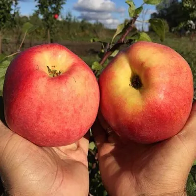 Яблоня КОВРОВОЕ стелющаяся  Яблоня КОВРОВОЕ стелющаяся в Барановичах