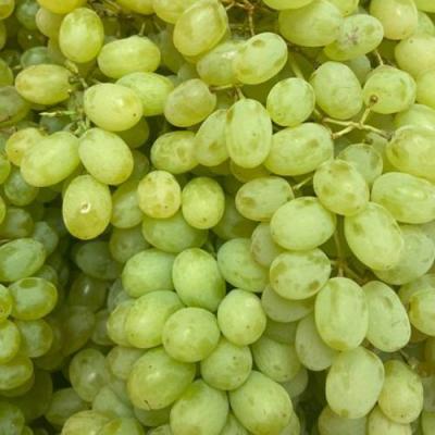 Зеленый в Барановичах