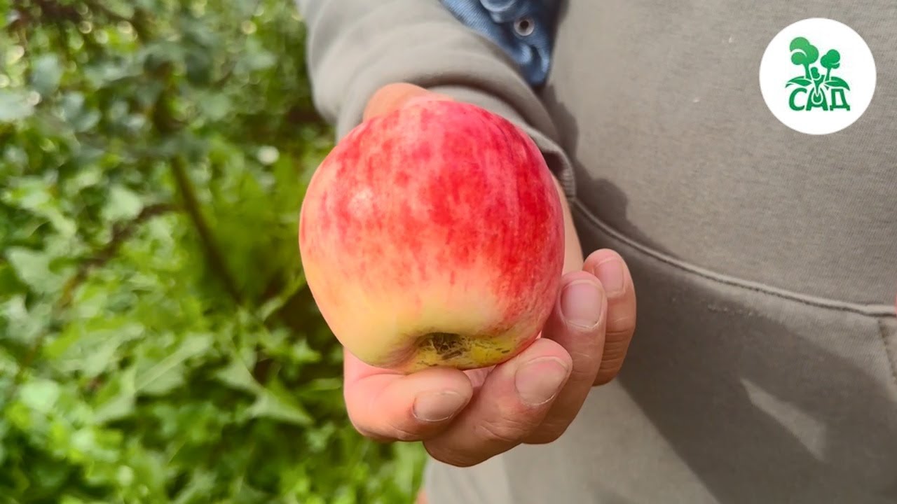 Превью видео