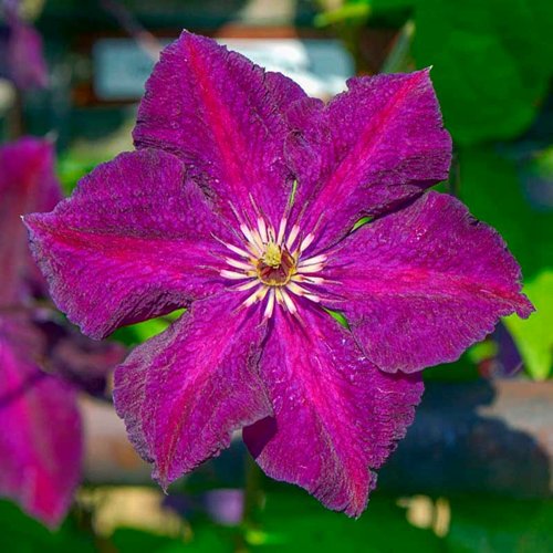 Клематис ГРЮНВАЛЬД в Барановичах