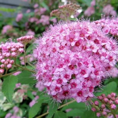 Розовая в Барановичах