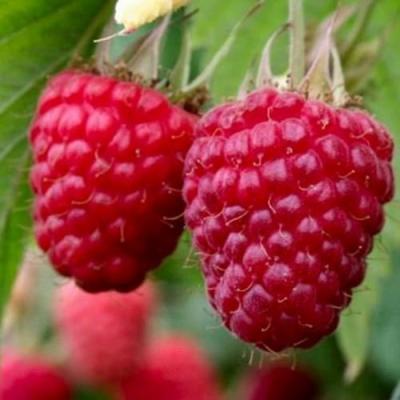 Средняя в Барановичах